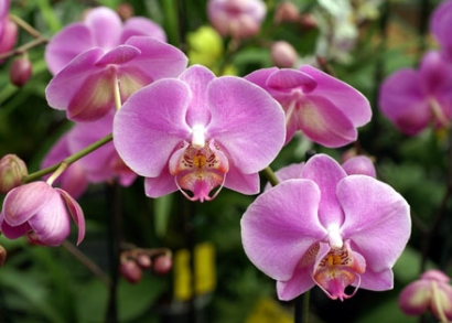 Orchideakiállítás Klosterneuburgban utazással